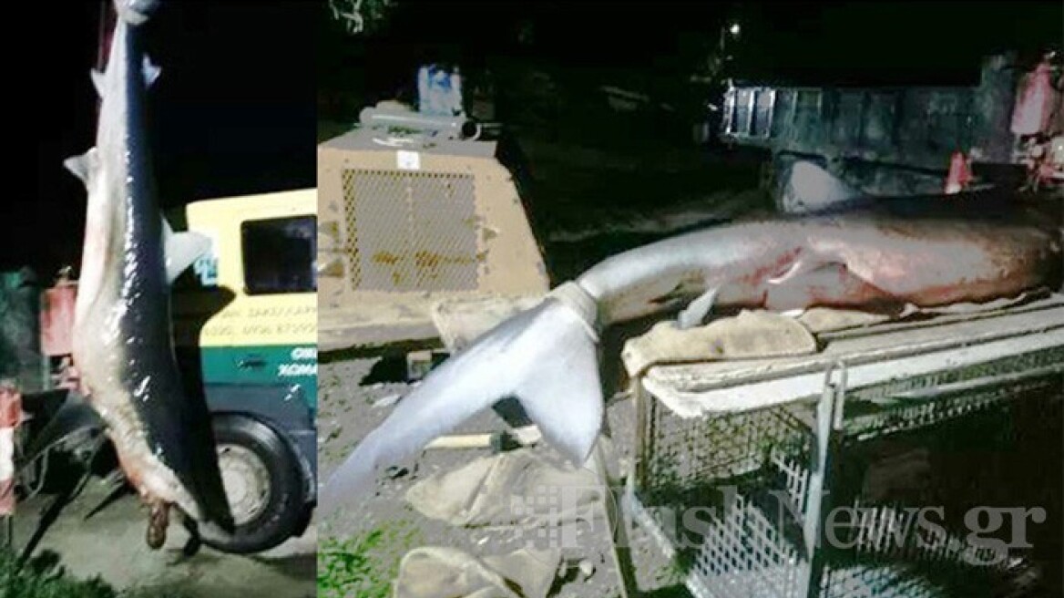 Δείτε φωτό: Λευκός καρχαρίας βγήκε στα ρηχά παραλίας στην Ψάθα Μεγάρων